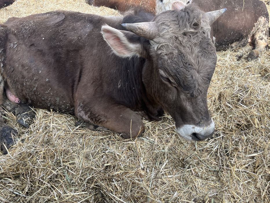 Бычки бұқалар ақбас