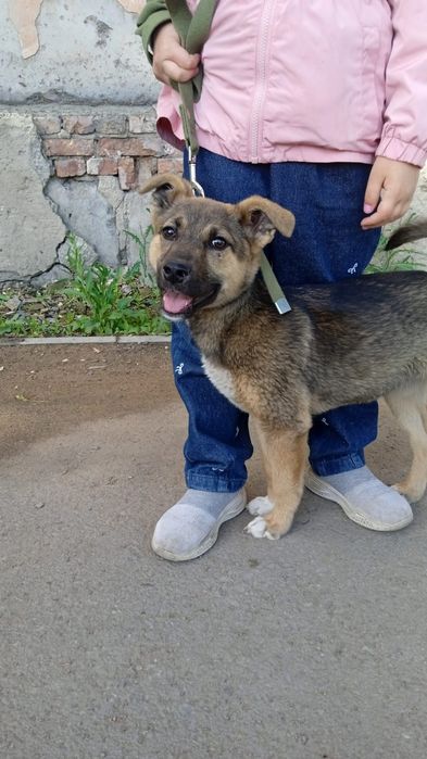 Щенок ищет дом СРОЧНО!!Подкинули в подъезд