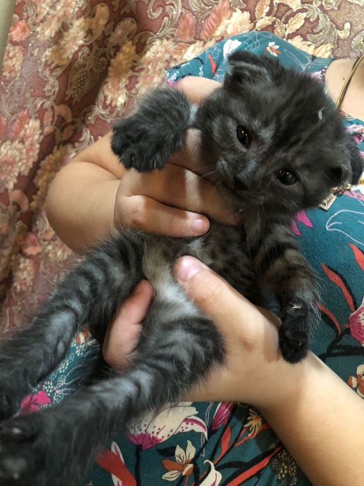 Продам британских котят