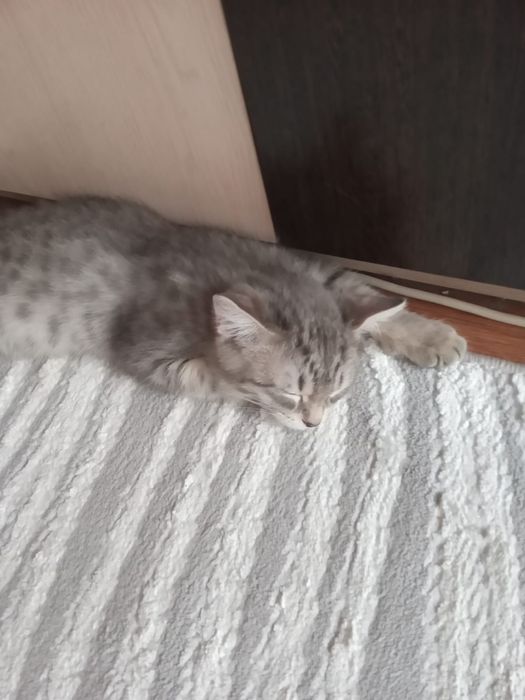 Отдам даром котик