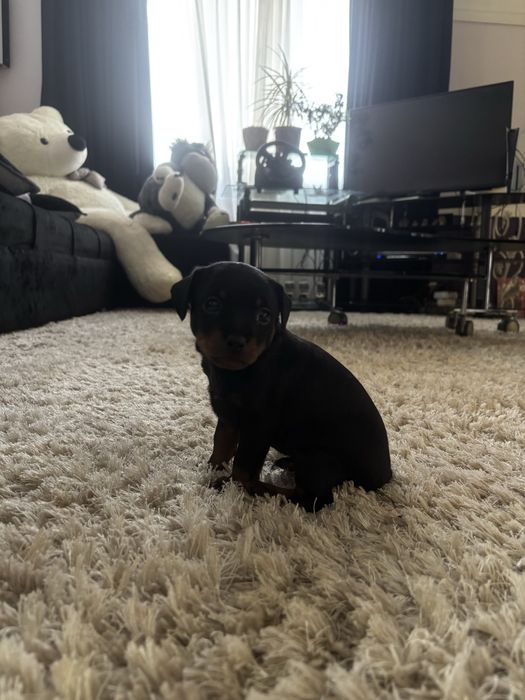 Щенки карликового пинчера