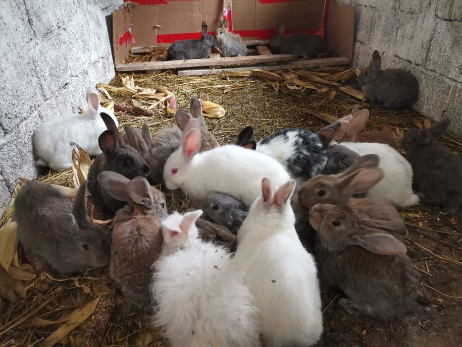 Iepurași de vârste și rase diferite