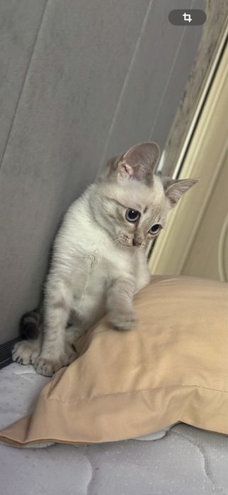 Продаётся котёнок мальчик