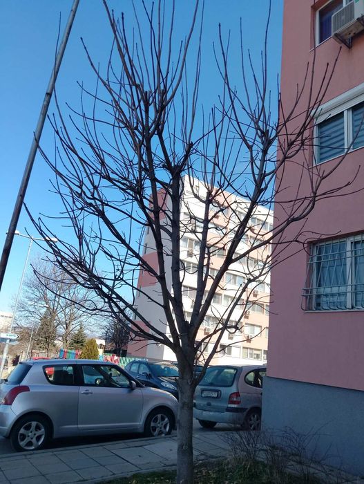 Опасни дървета почистване на дворове