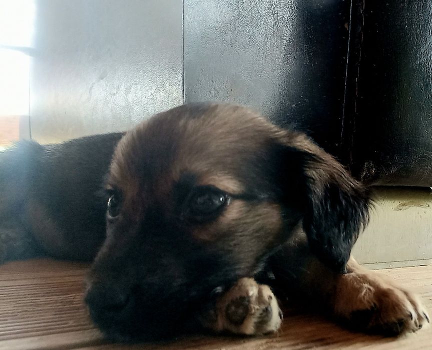 Adopție catelus de doua luni