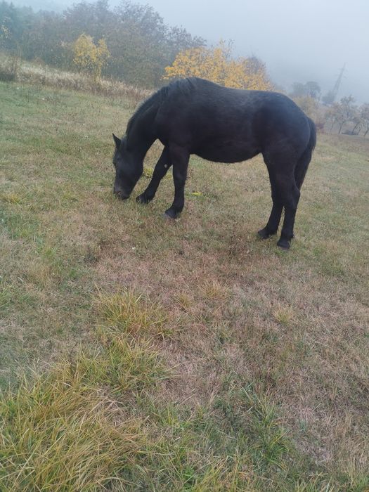 Mânză neagra vând sau schimb