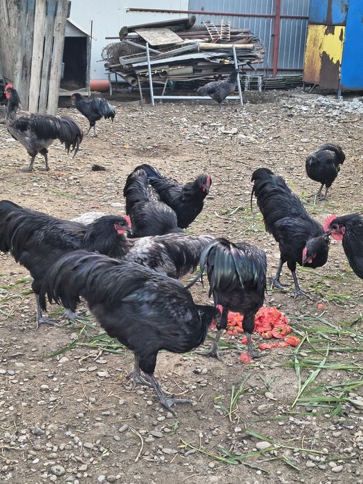 Cocoși din rasa Australorp