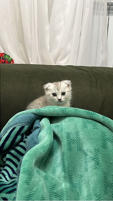 Продаётся шотландская кошечка!