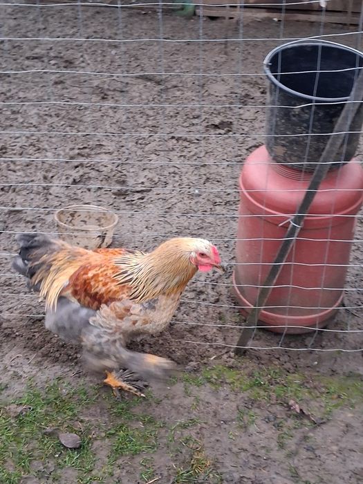 Cocosi motati barbosi