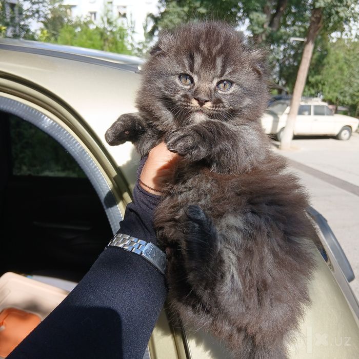 Продаётся шотландский котята