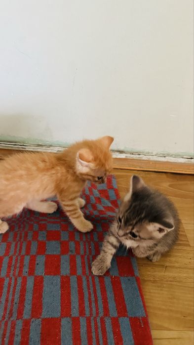 Маленькие котята