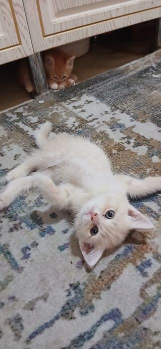 Продаются Котята