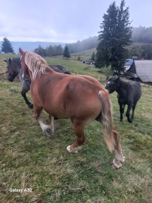 Vand sau schimb iapa din rasa semigreu  fff frumoasa  gestanta