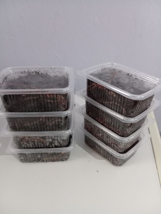 Черви подвальные