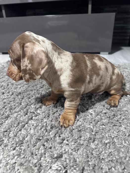 Teckel arlechin maro