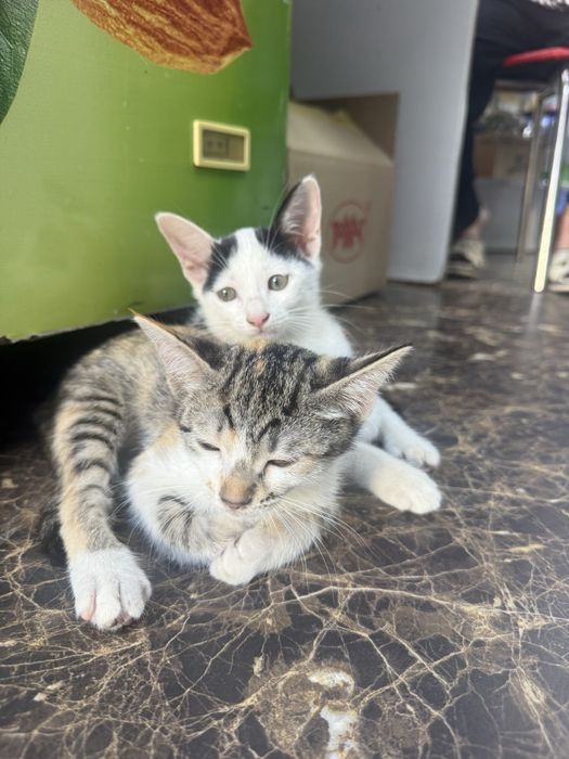 Котята бесплатно