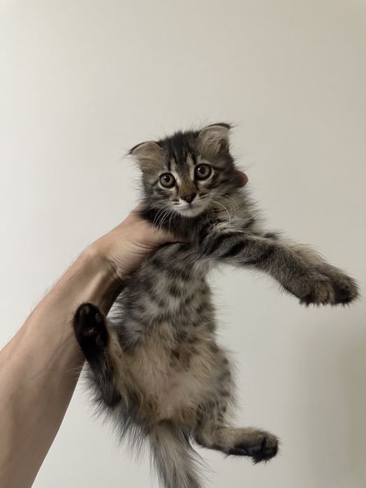 Котенок в добрые руки