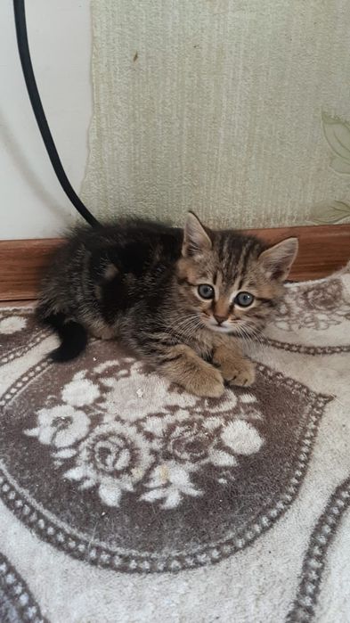 Отдам котят в хорошие руки есть мальчики и девочки