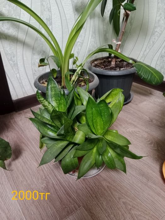 Цветы декларативный