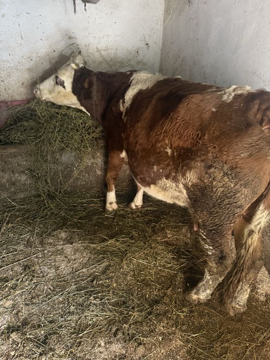 Vaca Baltata romaneasca