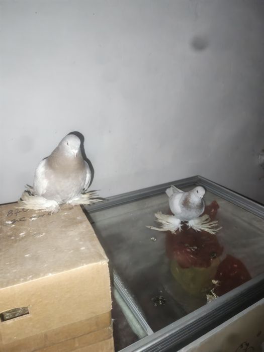 Продам игровых рантовых голубей