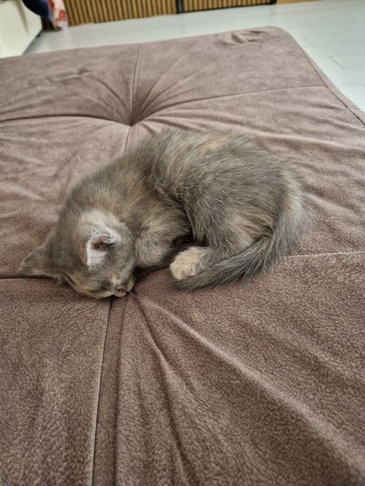 Отдадим даром котёнка