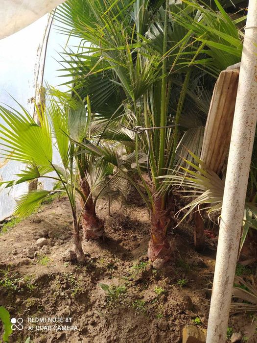 Трахикарпус Форчуна палма