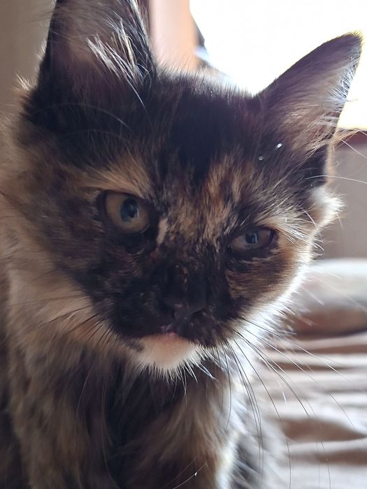 котёнокккккккккк