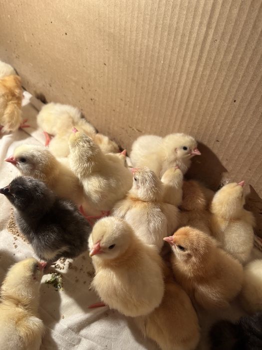 Продаются цыплята смешанные (алдер+джерси)