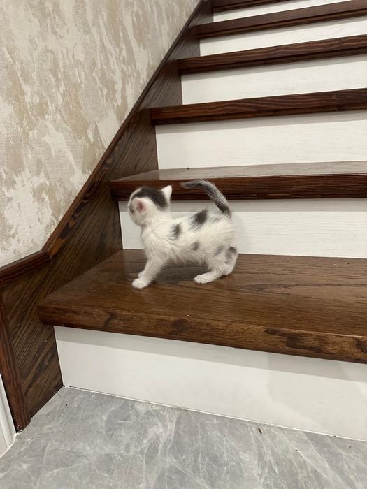 Отдам котят в хорошие руки