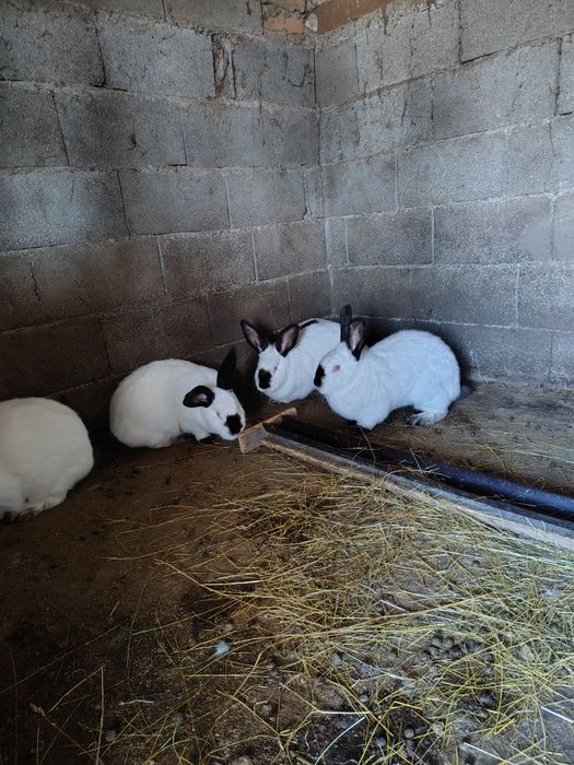 UT , Hycole francez și Rex pitic