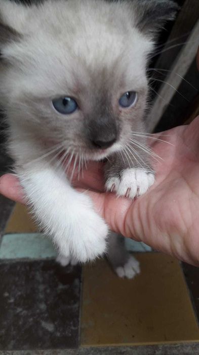 Котята интересной масти