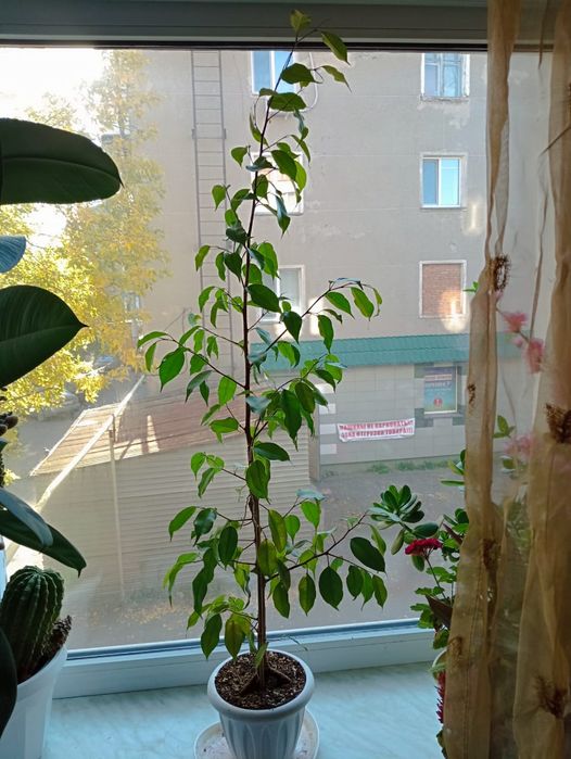 Продам большой Фикус