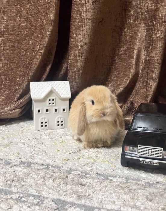 Декоративные кролики пара+клетка+корм