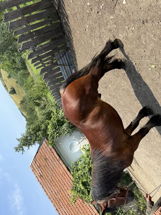 Cal de vanzare 3 ani