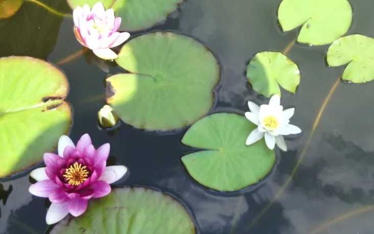 Vând Nuferi Maturi la Ghiveci – Anul 3 de Dezvoltare