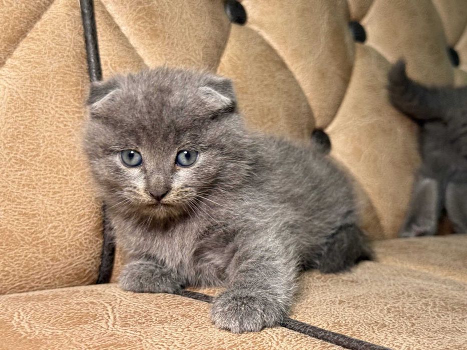 Продается котенок скоттиш фолд