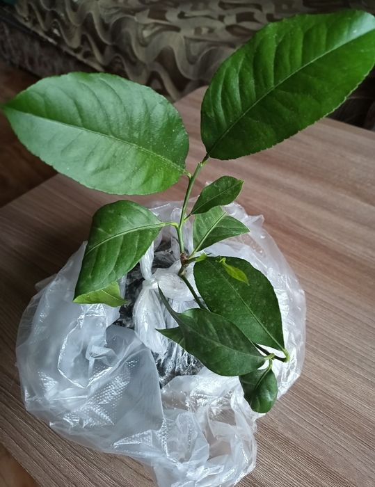 Лимонное деревце