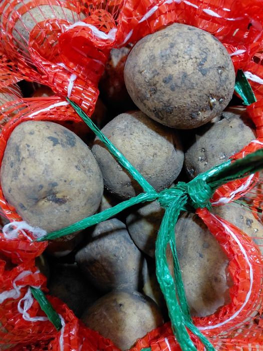 Семенной картофель 120тг