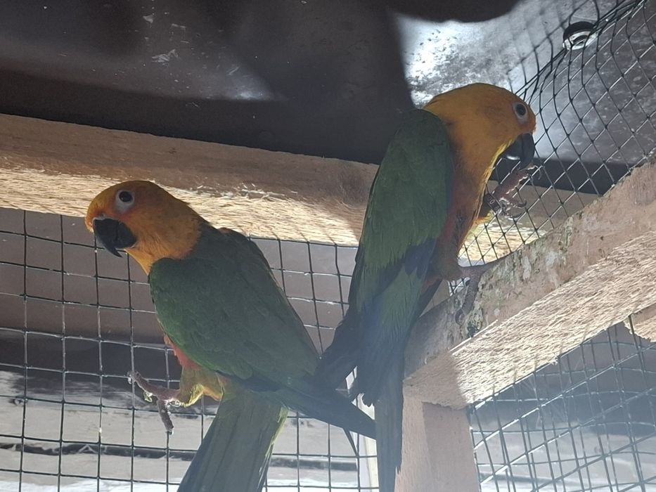 Papagali caique și aratinga jandaya