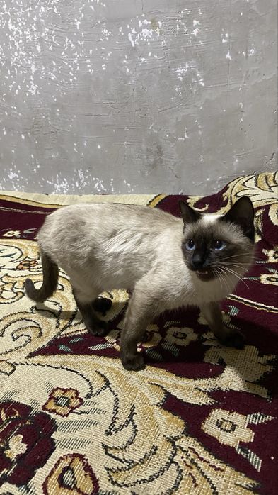 Seamskiy. Mushuk 8 oyli