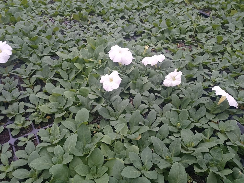 Питунья и тагетис