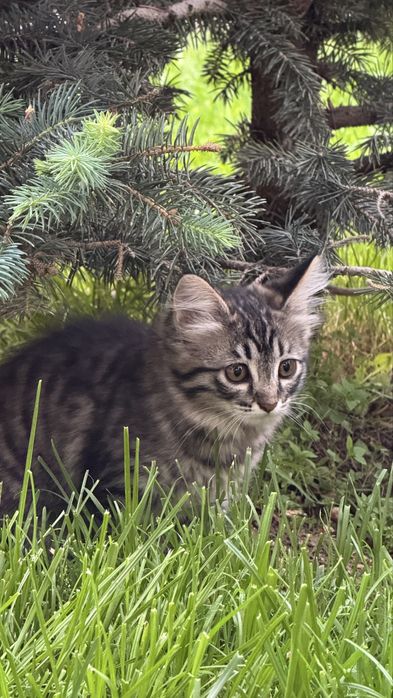 Котенок-девочка 3 месяца