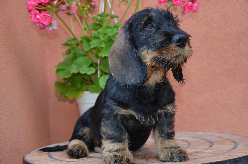 mascul de teckel sarmos standard cu Pedigree A, la 2.5 luni