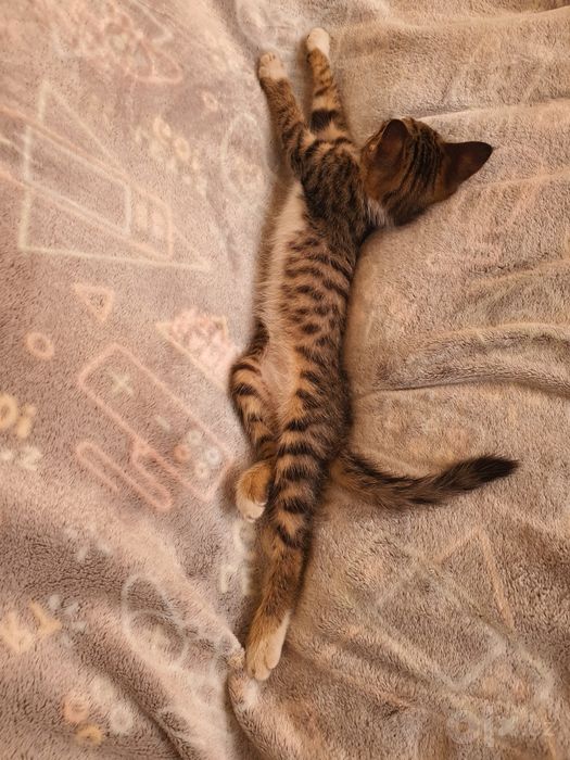 Mushukchalar   котята