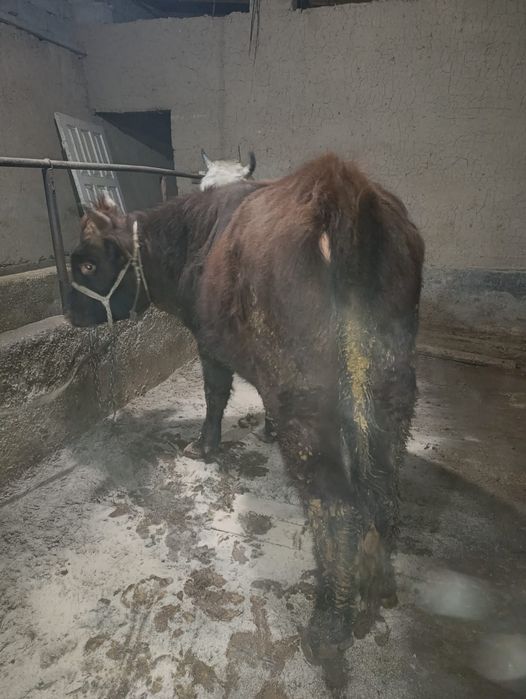 Буқа сатылады срочно