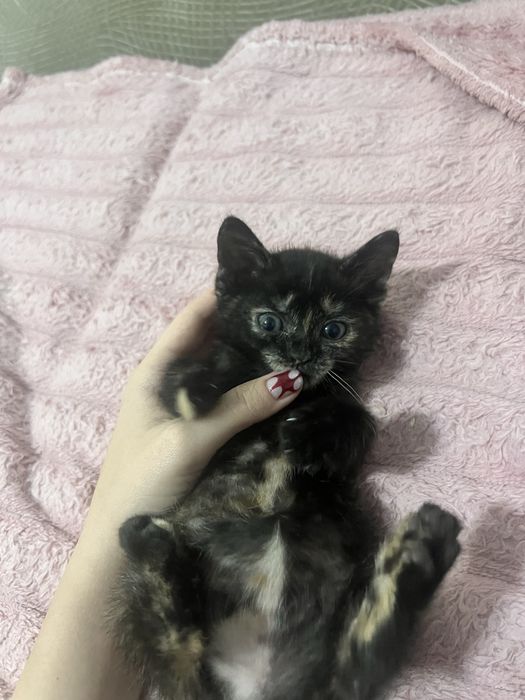 Отдам кошечку в добрые руки!