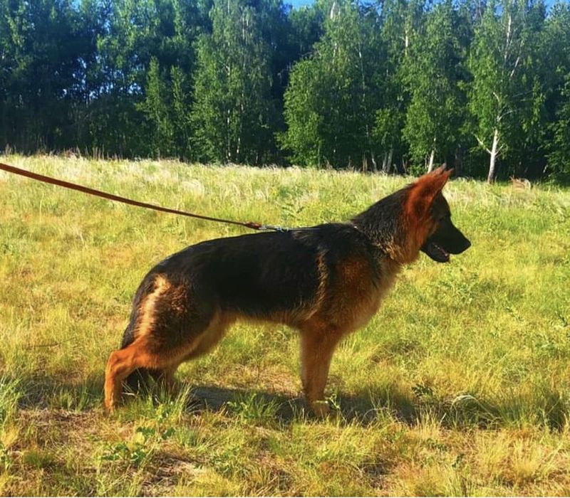 Вязка немецкая овчарка