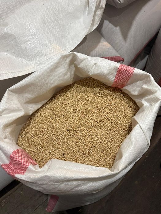 Суданка Сорго Семена