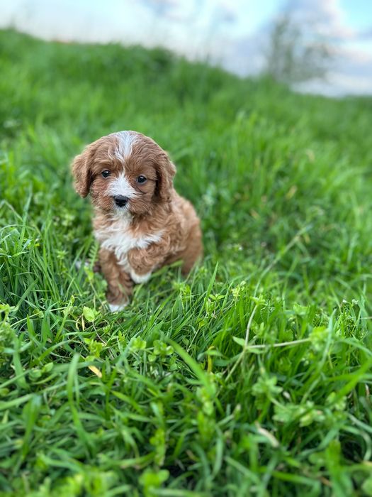 Кавапу/Той Пудел